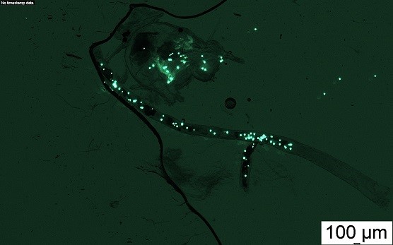 Vihreänä hehkuvia mikromuovikuulia rantamassiaisen preparoidussa suolessa ja mahassa mikroskoopin alla.